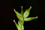 Appalachian sedge